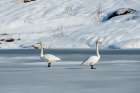 Two whooper swans-on snowy and icy Ostadvatnet Lake Lofoten Islands-Nordland-Norway Art Print